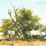 Arabian Oryx